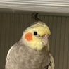 オパール
