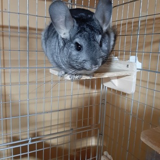 チンチラ(♀12ヶ月)募集再開しました