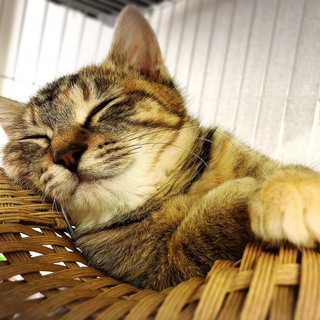 お膝でスリゴロできちゃうキジトラちゃん