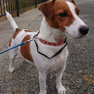 幸（こう）くん　トライアル確定につき募集停止します