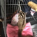 フクロウモモンガ♀里親募集中