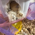 ゴールデンハムスター里親さま募集します。
