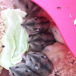 ジャンガリアン ハムスター 黄×茶の子供