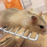 ジャンガリアン ハムスター 黄×茶の子供 サムネイル3