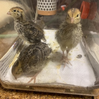 一旦締め切ります　並ウズラ