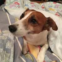 スキップ