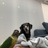 ココまる