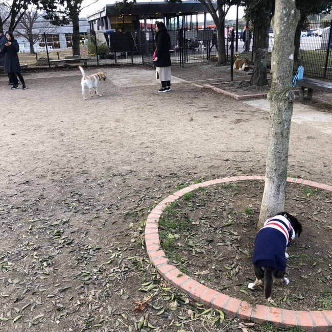 ココまるのカバー写真
