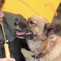 亡き妻の愛犬の里親を探しています。