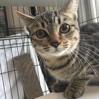 ふわふわの頬の甘えん坊