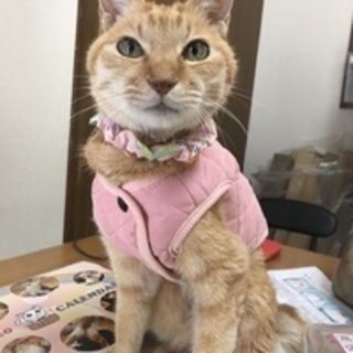 ひざのりニャンコのいちごちゃん♡