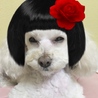 の写真