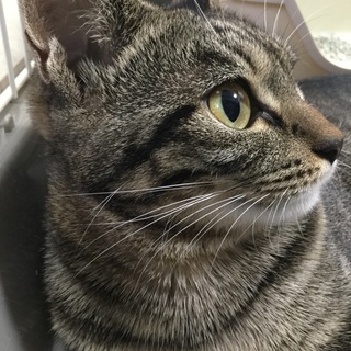 子猫サイズのちいさな女の子