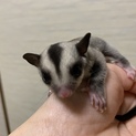 フクロモモンガ　オス