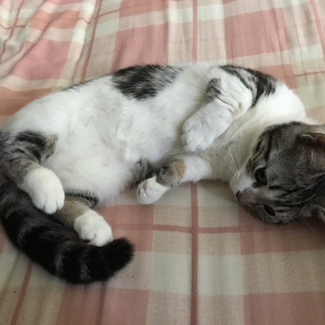 コテカズのカバー写真