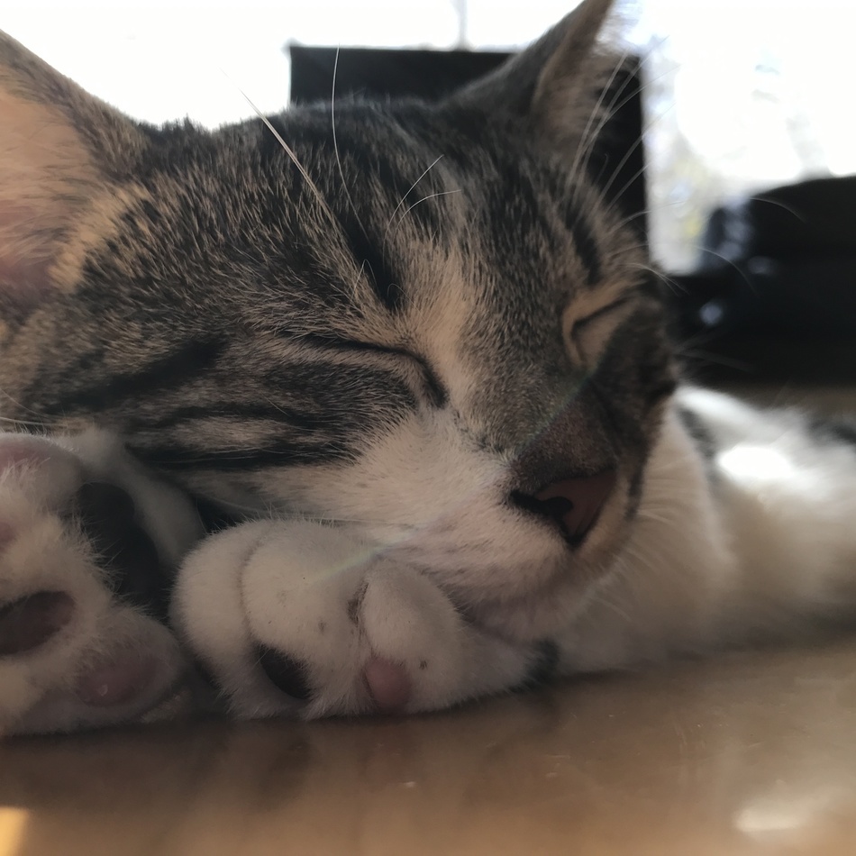 コテツのカバー写真