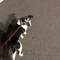 ボス
