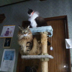 「待てよ～待てよ～～！キャンセル～～！(笑)」サムネイル2