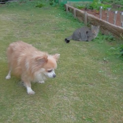 悲しいお知らせです