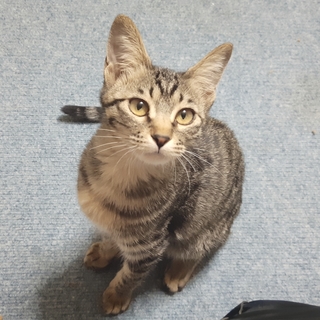 一葉(いちは)★元気いっぱい。人懐っこい女の子。