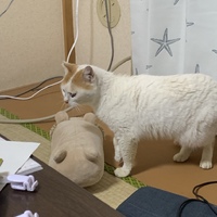 こむぎ