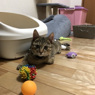 ありがとうございます