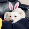 ねむーい、幸せー(。-ω-)zzz