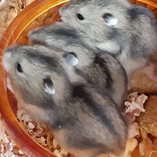 ジャンガリアンハムスターの里親募集