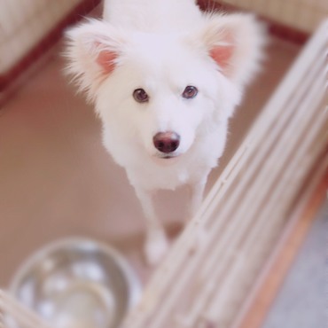 天使なきゅーちゃん✩.*˚