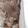 ジャンガリアンハムスターの里親募集 サムネイル2