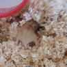 ジャンガリアンハムスターの里親募集 サムネイル3