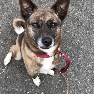 雑種8歳女の子　花ちゃん