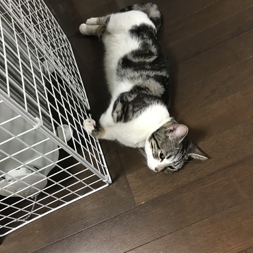 オイルヒーターって最高だにゃ