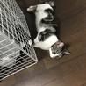 オイルヒーターって最高だにゃ