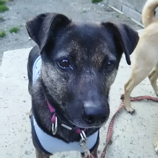 雑種小柄女の子　まりちゃん