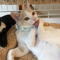 ジバニャン似のげんちゃん、里親さん決定です
