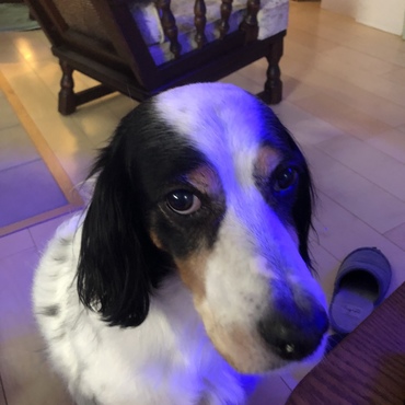 我が家のアリア 通称アリー