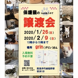 保護猫の譲渡会
