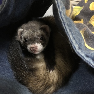 甘えん坊の男の子です。