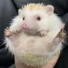 ちゃちゃまる