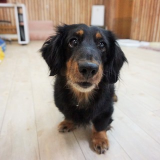 ボール遊びが大大大好き！！Ｍ．ダックスの男の子