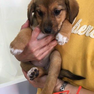 保護した犬が９匹の仔犬を産みました　マイです♡