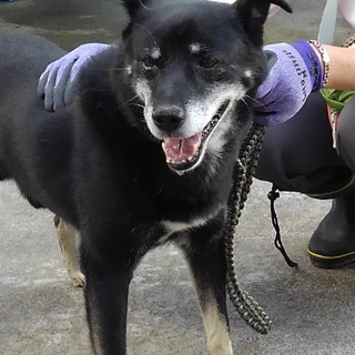 雑種7歳穏やかな性格　ともぞう君
