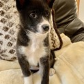黒い可愛い子犬★2ヶ月男の子