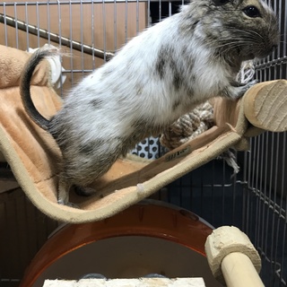 デグー　１歳　女の子　里親募集