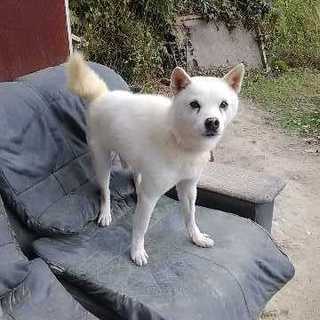 人が大好きなぺス君の家族になってください。