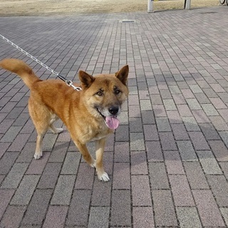 人も散歩も大好きジョン君の家族になってください。