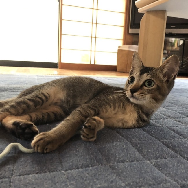 Htmtzkのカバー写真
