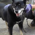 雑種7歳穏やかな性格　ともぞう君
