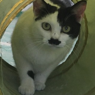 ちょっと憶病なチョビヒゲちゃん